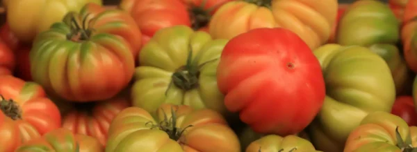Pomodori